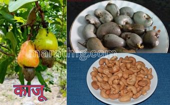 cashew nuts